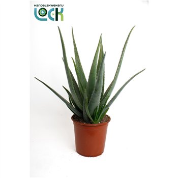 Aloe vera 70cm 24cm Q230