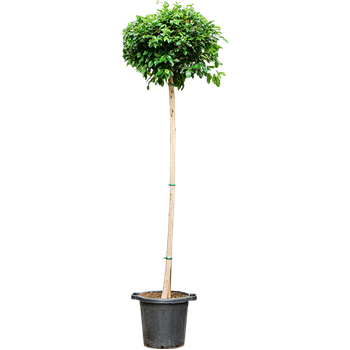 Fikus microcarpa 'Nitida' 4FINIR089