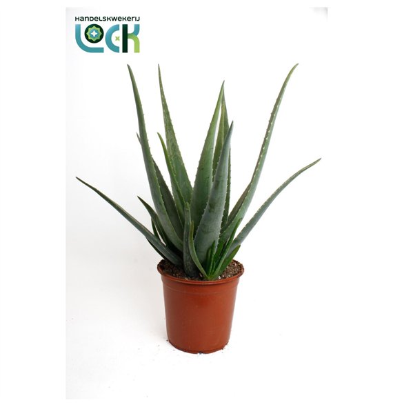 Aloe vera 70cm 24cm Q230