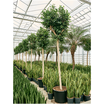 Fikus microcarpa 'Nitida' 4FINIR035