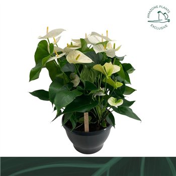 Anthurium andr  sumi bowl Samorabl 70cm 30cm Q388
