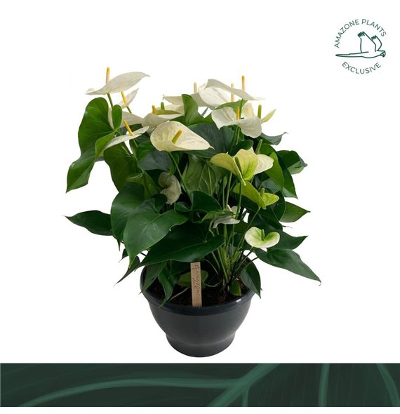 Anthurium andr  sumi bowl Samorabl 70cm 30cm Q388