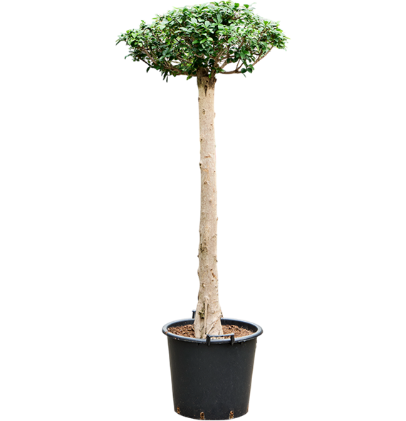 Fikus microcarpa compacta 4FIMIRS51