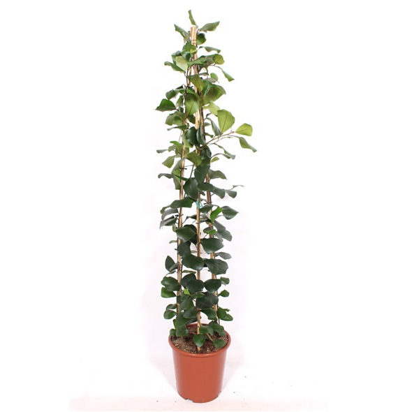 Fikus natalensis 'Trinova' F00005325