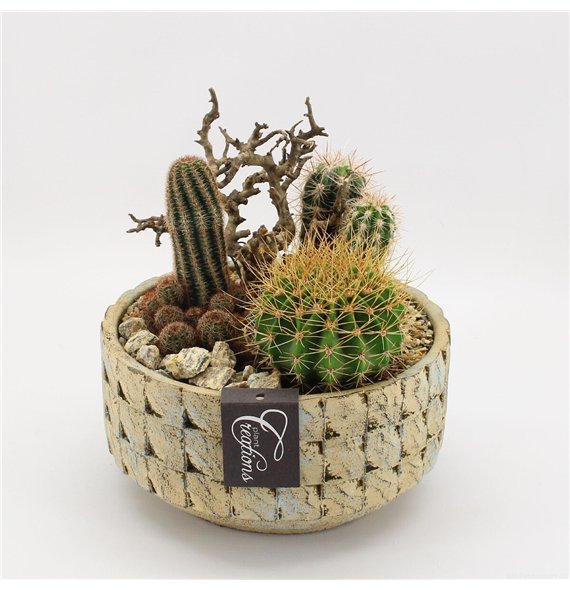 Nasad cactus CTCR-2619 Kaktus Essentials 3 pp 30cm 20cm Q953