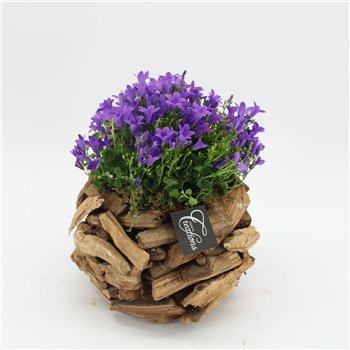 Nasad campanula CACR-2623 Campanula creations 1 pp 30cm 20cm Q2286