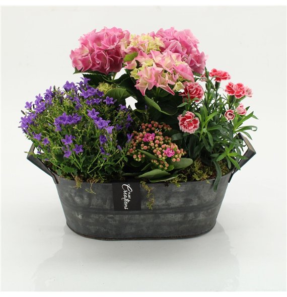 Nasad campanula CACR-2608 Campanula creations 4 pp 35cm 32cm Q2289