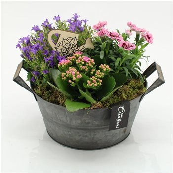 Nasad campanula CACR-2607 Campanula creations 3 pp 30cm 23cm Q2290