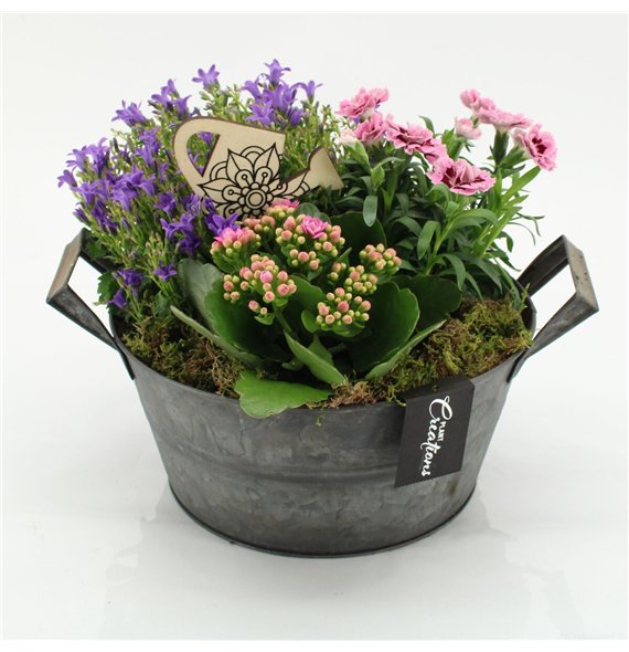 Nasad campanula CACR-2607 Campanula creations 3 pp 30cm 23cm Q2290