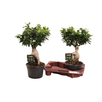 Fikus microcarpa ginseng micr  Ginseng in kunststof pot fust 732 1 pp 45cm 19cm Q3013