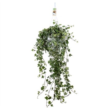 Hedera helix eva Eva - hanging XXL120 cm 20 pp 80cm 24cm Q3413