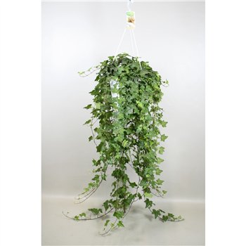 Hedera pittsburgh helix Pitsburg - hanging XXL100 cm 20 pp 130cm 24cm Q3417