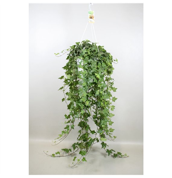 Hedera pittsburgh helix Pitsburg - hanging XXL100 cm 20 pp 130cm 24cm Q3417