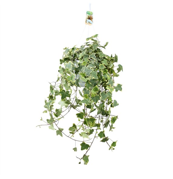 Hedera helix goldchild Gold Child - hanging XXL80 89 cm 20 pp 80cm 24cm Q3438