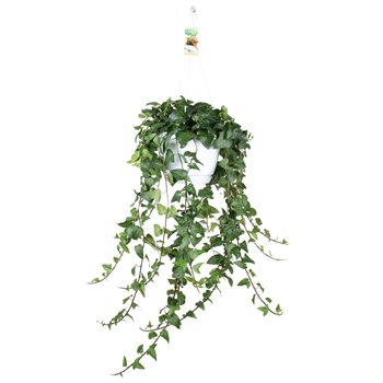 Hedera mein herz helix Mein Herz - hanging XXL100 cm 20 pp 120cm 24cm Q3450