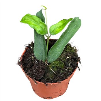 Hoya Pandurata 2 5 - 4 9 cm 1 pp 2.5cm 10.5cm Q3529