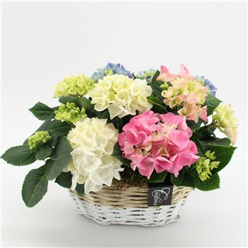 Nasad Hortenzija KHCR-2618 creatie 3 pp 35cm 27cm Q3586