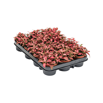 Fittonia 'Forest Flame' 12/tray 4FIFFBP09