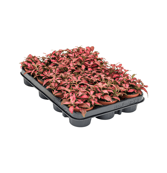 Fittonia 'Forest Flame' 12/tray 4FIFFBP09