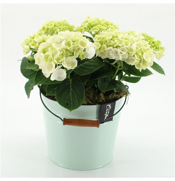 Nasad Hortenzija KHCR-2616W creations 2 pp 40cm 21cm Q3593