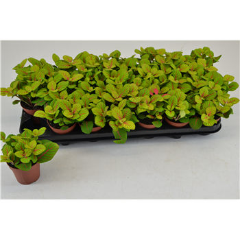 Fittonia Bubble Green F00000802