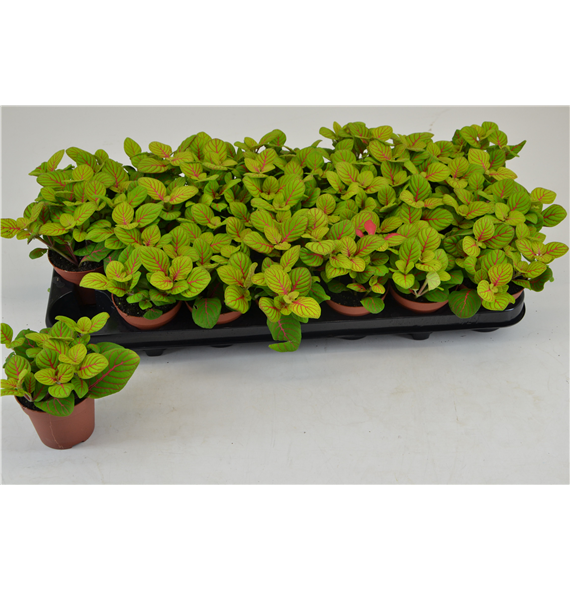 Fittonia Bubble Green F00000802