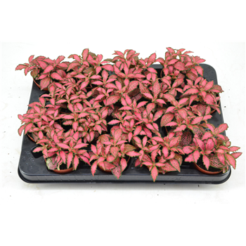 Fittonia Forest Flame F00000794