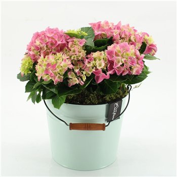 Nasad Hortenzija KHCR-2616RZ creations 2 pp 40cm 21cm Q3595