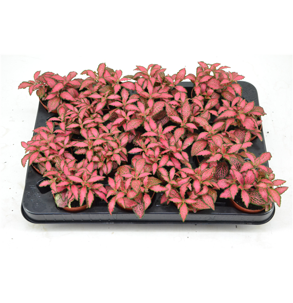 Fittonia Forest Flame F00000794