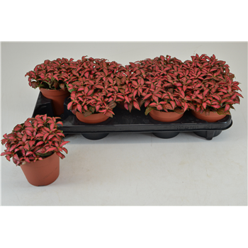 Fittonia Forest Flame F00000795