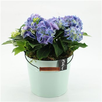 Nasad Hortenzija KHCR-2616B creations 2 pp 40cm 21cm Q3596