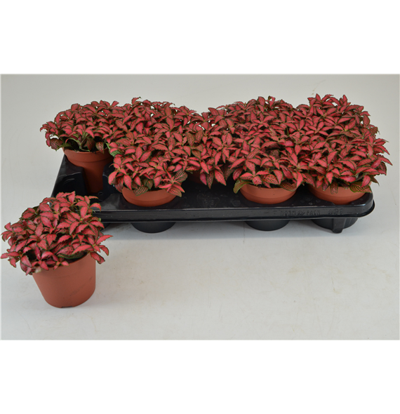 Fittonia Forest Flame F00000795