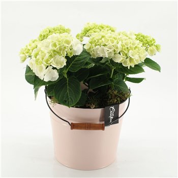 Nasad Hortenzija KHCR-2615W creations 2 pp 40cm 21cm Q3597