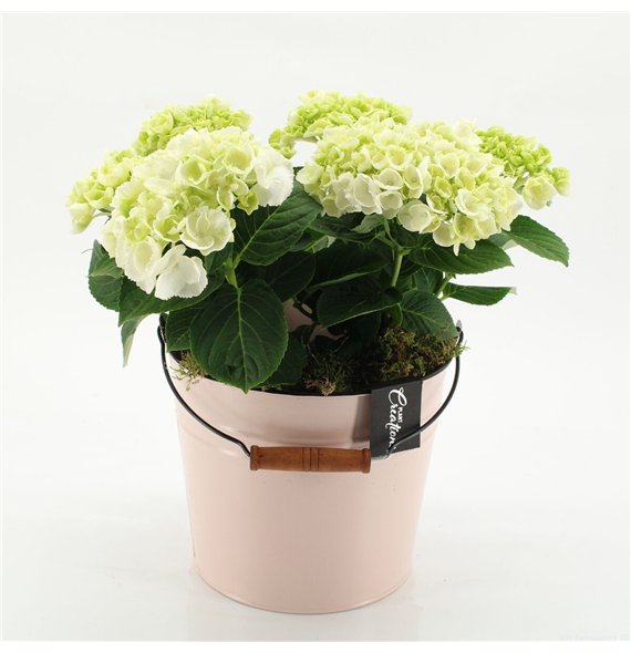 Nasad Hortenzija KHCR-2615W creations 2 pp 40cm 21cm Q3597