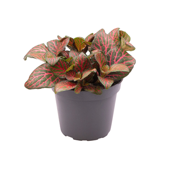 Fittonia Joly Josan F00001923