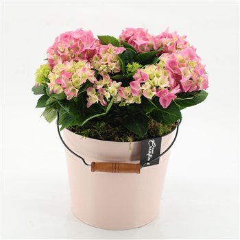 Nasad Hortenzija KHCR-2615RZ creations 2 pp 40cm 21cm Q3598