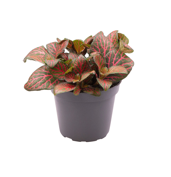 Fittonia Joly Josan F00001923