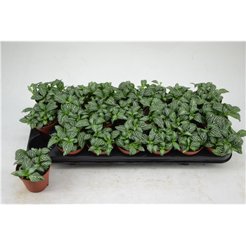 Fittonia Marble Green F00000773