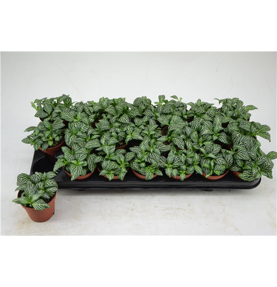 Fittonia Marble Green F00000773