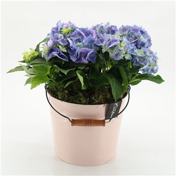 Nasad Hortenzija KHCR-2615B creations 2 pp 40cm 21cm Q3600