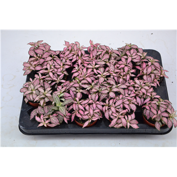 Fittonia Mosaic Pink Forest Flame F00001036
