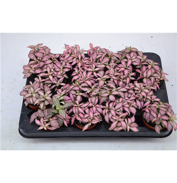 Fittonia Mosaic Pink Forest Flame F00001036