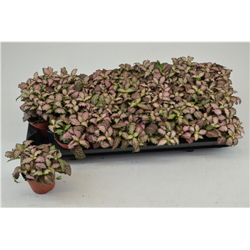 Fittonia Pink Tiger F00000772