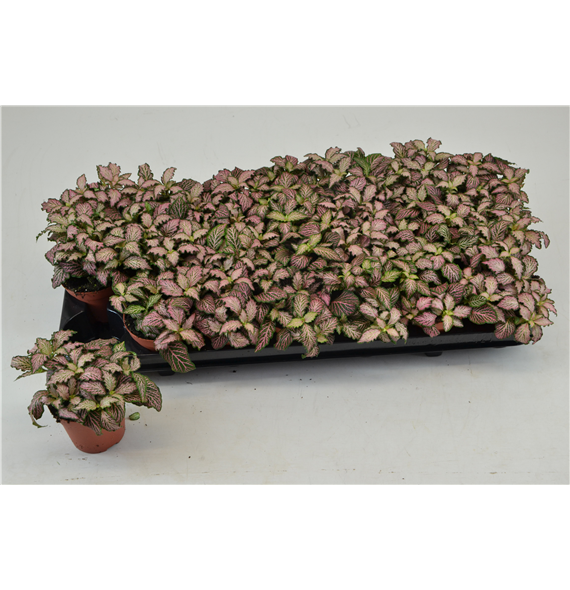 Fittonia Pink Tiger F00000772