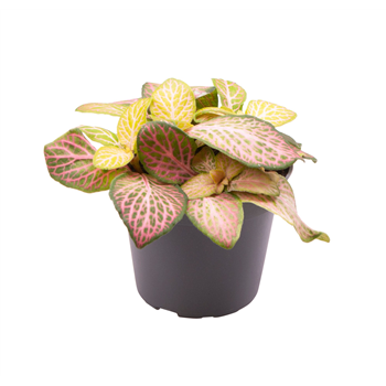 Fittonia Pink Specik F00001924