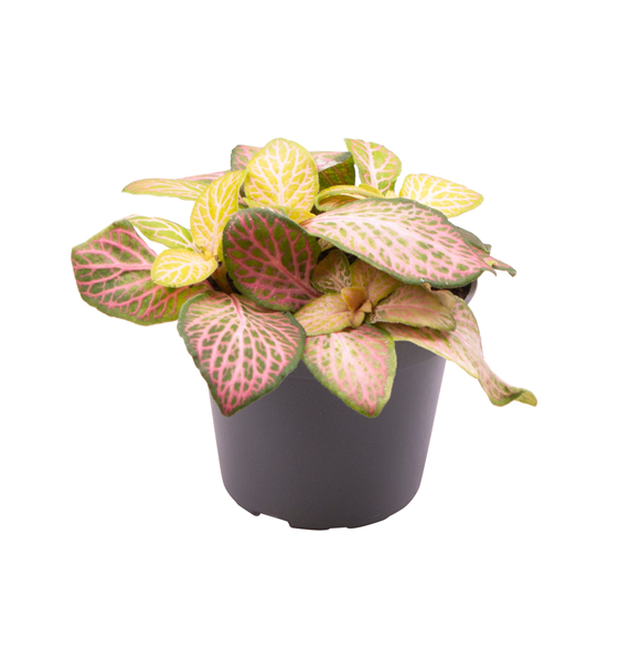 Fittonia Pink Specik F00001924