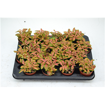 Fittonia Skeleton F00000774