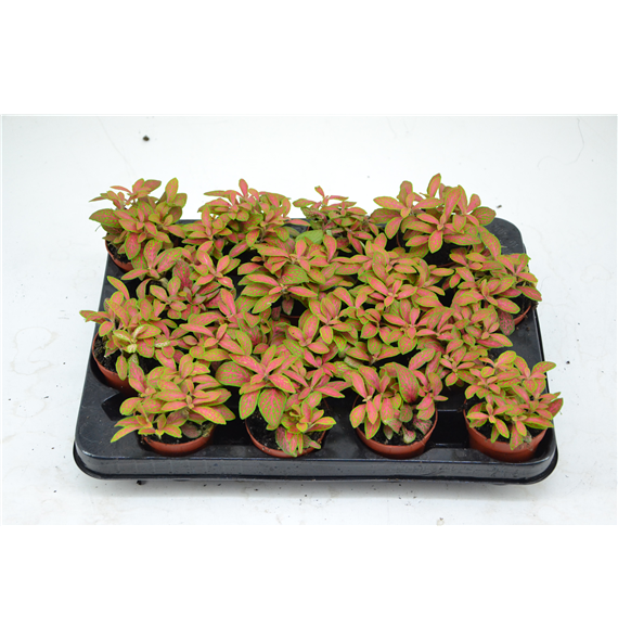 Fittonia Skeleton F00000774