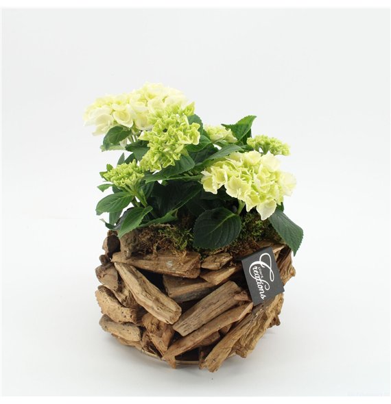 Nasad Hortenzija KHCR-2624W creatie 1 pp 35cm 20cm Q3609