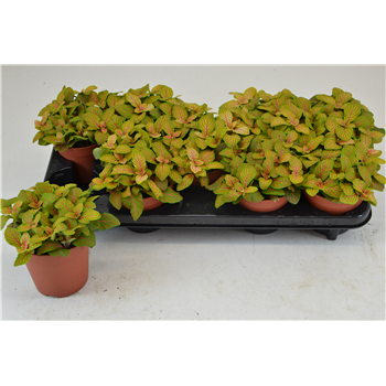 Fittonia Skeleton F00000792